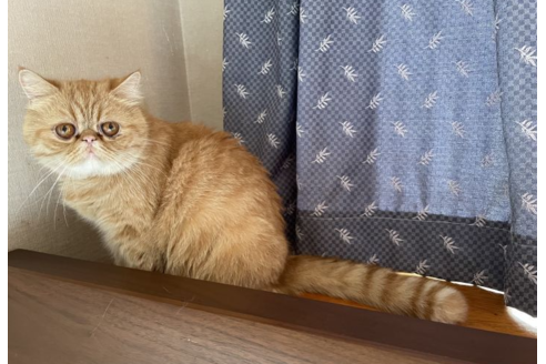 りんごちゃん1枚目